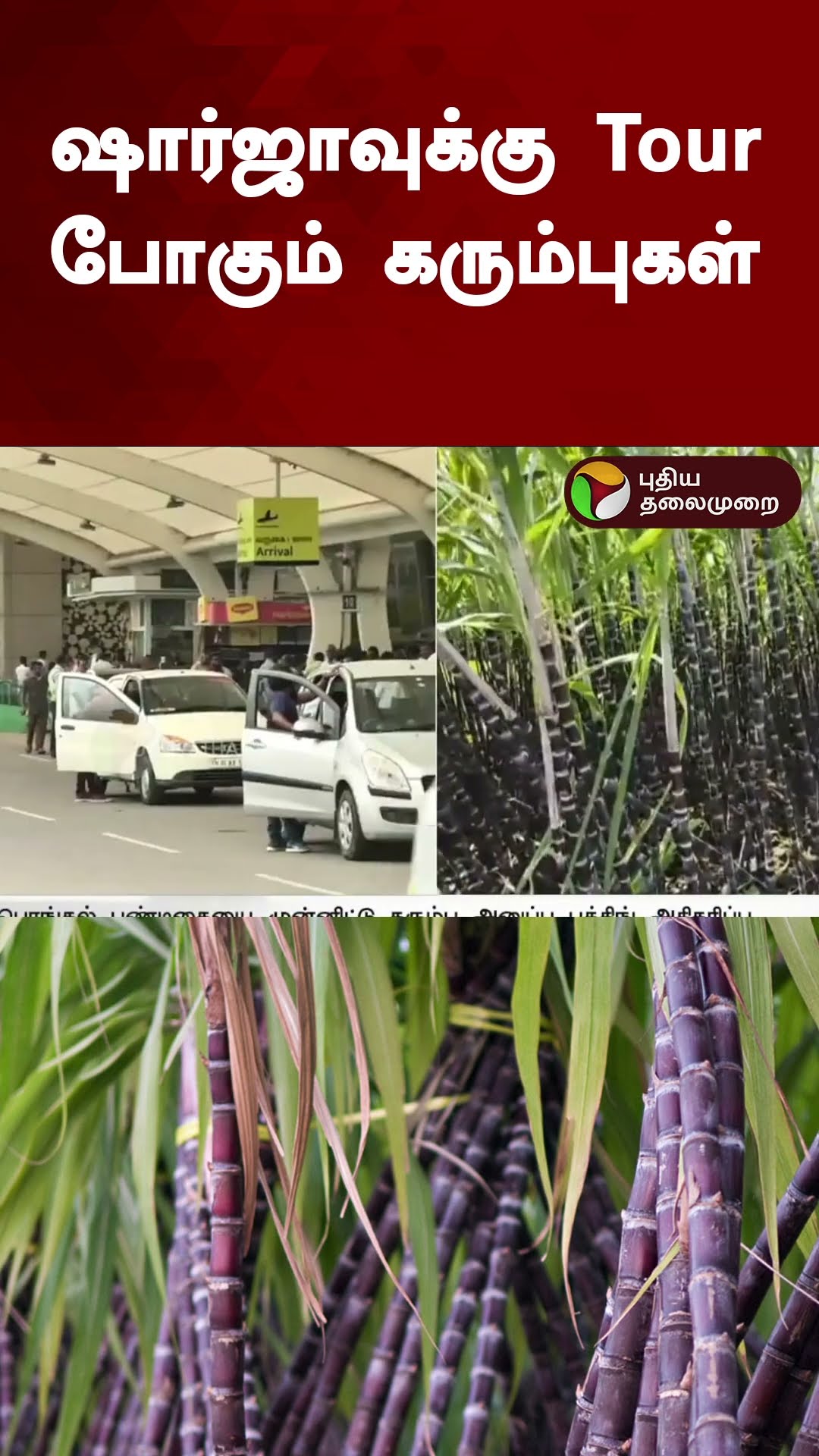 ஷார்ஜாவுக்கு Tour போகும் கரும்புகள் | #shorts | #sharja | #sugarcane | #pongal | #pongalfestival