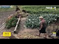 У Київській області навколо підбитого танку висадили овочі | FREEДОМ - UATV Channel
