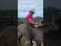 Adelino neto (Campeão internacional do rodeio de vacaria) 🙏🏻🙏🏻🇧🇷🇧🇷