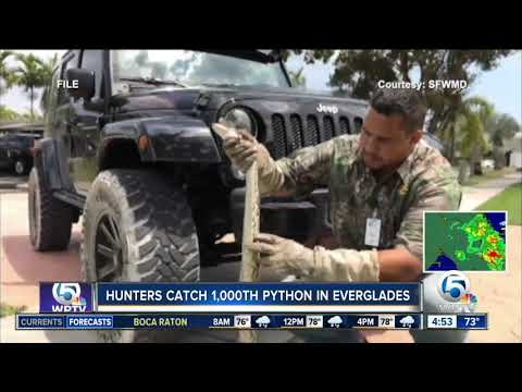 Florida marks milestone in Everglades python control program
