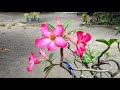 Adenium or desert rose in bloom  verna bp