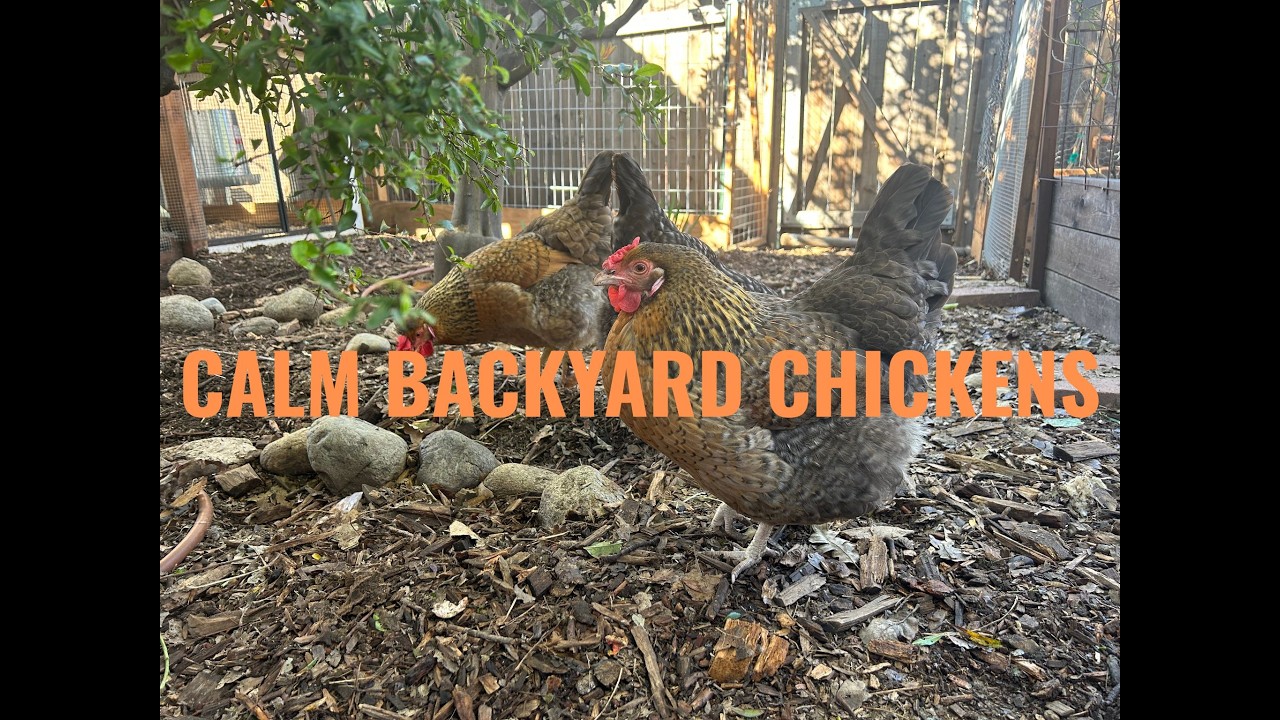 Calm Chicken Noises | Continuous Chicken Snack Time ASMR 