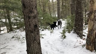 Amazing Wintery Woods Trail (Dog Walking by the River) | 4K