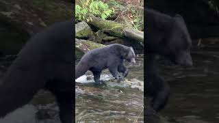 Black bear comes out to fish for salmon in Alaska