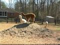 Alpaca Shearing Day at Black Meadow Farm Part I