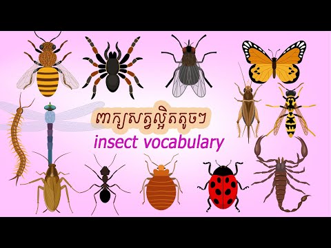 #23-insect vocabulary ពាក្យសត្វល្អិត | SChBeginner