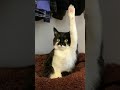 #cat #car #shorts