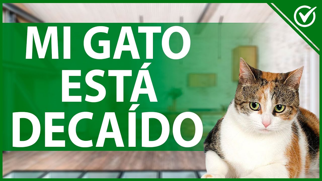 🐱 Mi Gato Está Decaído ¿Qué le Pasa y Cómo Puedo Ayudarlo? - Guía de  Cuidados 😔🐱 - YouTube