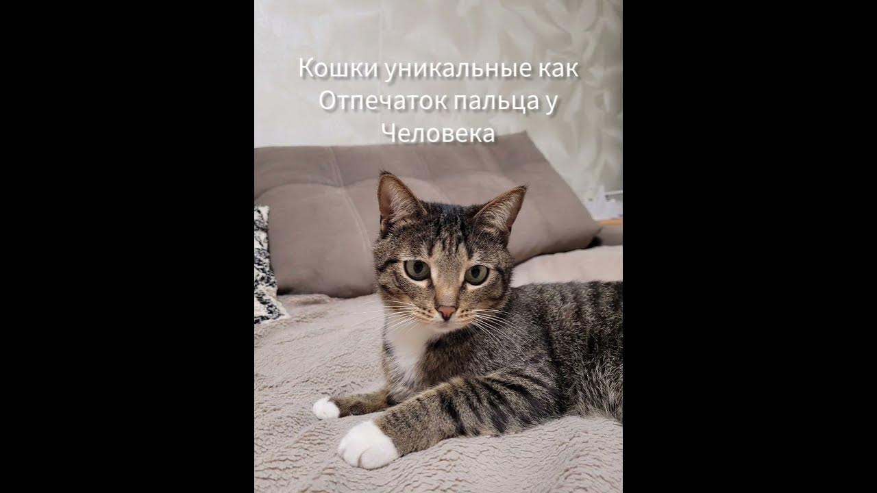 Пять фактов про котиков 😽 🩷 - YouTube