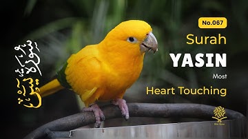 Peaceful Surah Yasin for Night Relaxation, Emotional Healing ✦ Yaseen سورة يس ✦ Peaceful Quran