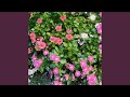 ETERNAL FLOWER (Instrumental Version)