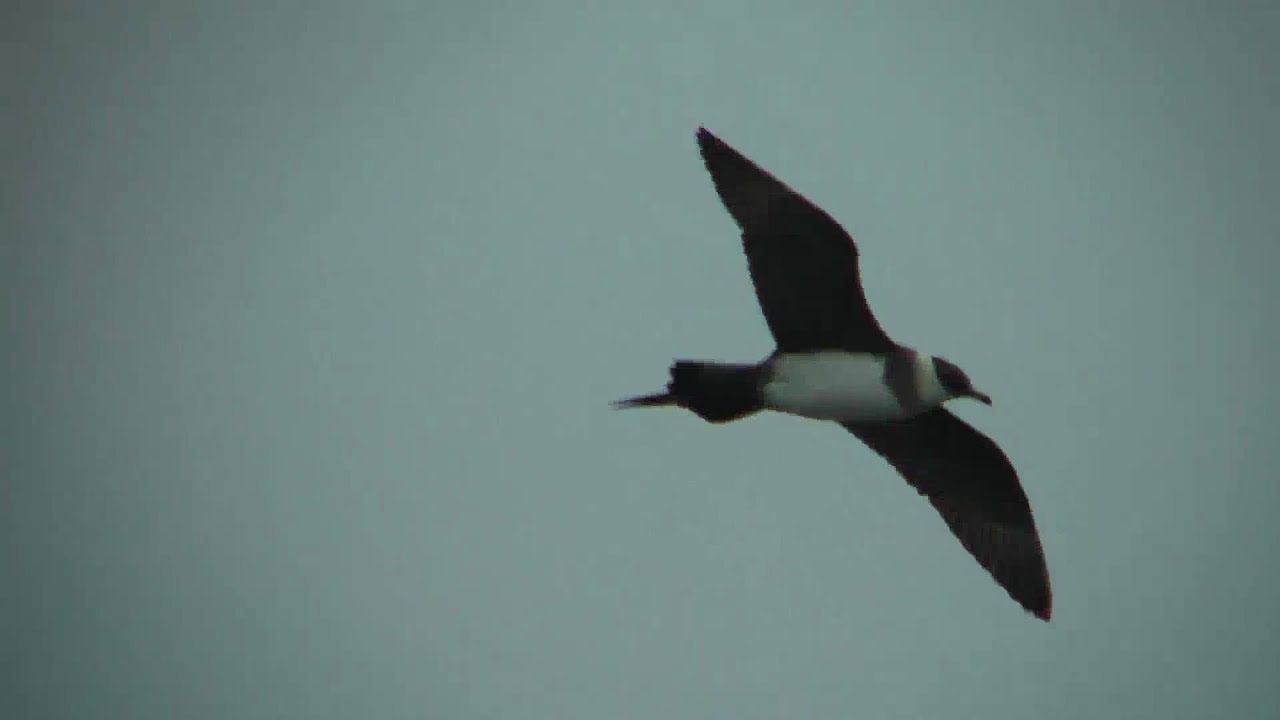 Parasitic Jaeger 1 FullHD JH1RNZ 
