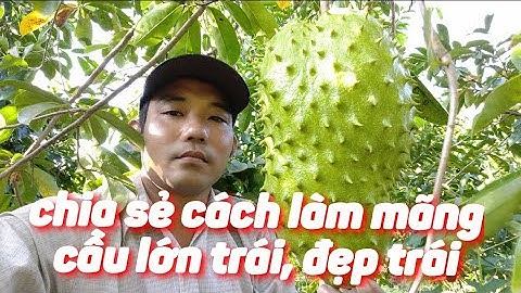 Chia sẽ cách làm mãng cầu xiêm lớn trái, đẹp nhất