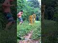 favorite Enjoy friend #tiger #lionhunters #wildlife #nature #forest #animal #preytrestv