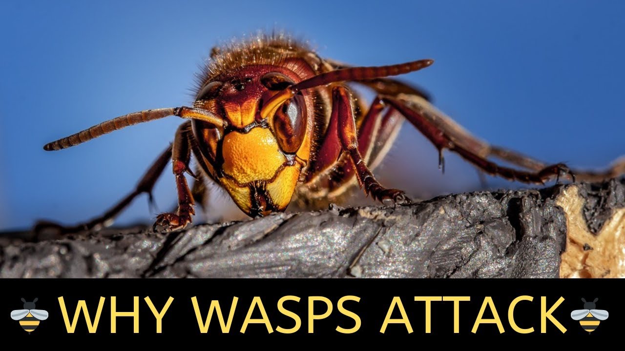 Why Wasps Attack