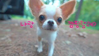 Em uma Floresta Sem Pessoas, Discovery Camping para 4 carros só para mim e meu cachorrinho