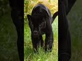 فهد اسود Animals Shorts قصص Tiktok
