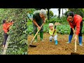 The whole family works together in the garden  harvesting fruit to sell at the market