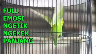 Ngetik Ngekek Panjang Lovebird Apa Saja Langsung Emosi Nyaut Gacor Aviary