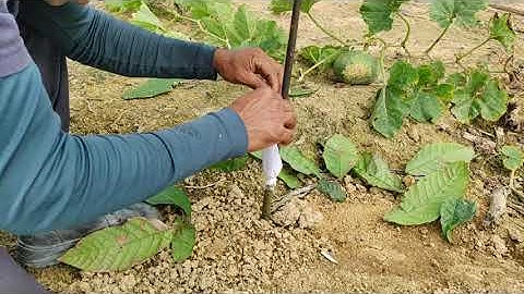 COMO ENXERTAR CACAU!! ÁREA EM PLENO SOL. MAIOR APROVEITAMENTO NAS PEGAS DAS ENXERTIA.