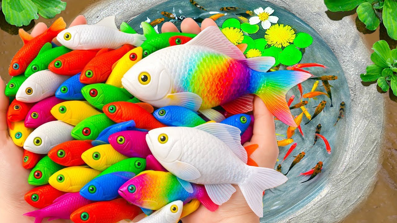 Catch Beautiful Aquarium Fish In Small Pond, Baby Turtles, Molly Fish ...