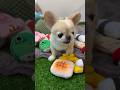 本人(本犬)も何にガウガウしてたか忘れちゃったみたいね...🥹w #shortvideo #chihuahua #ペキチワ #犬のいる暮らし #shorts