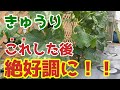 【きゅうり】〇〇したらとんでもなく大きく成長しました【無農薬】