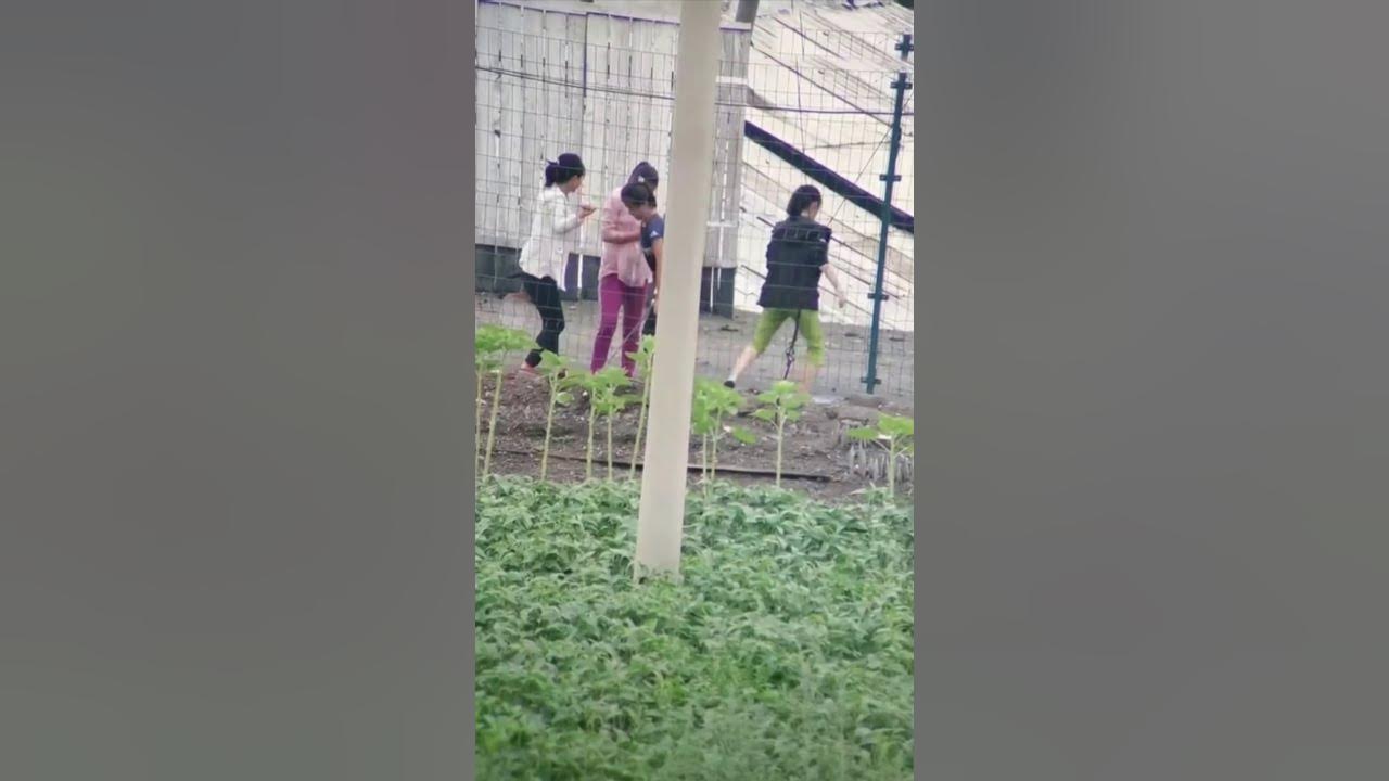 [북한 일상 무료 영상자료] 북한의 초딩 여학생들