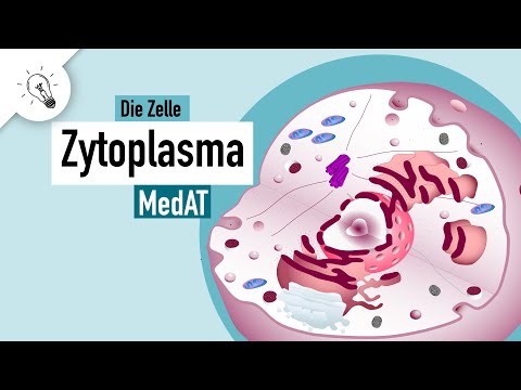 Video: Was ist das Zytoplasma und was macht es?