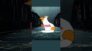 спокойное видео