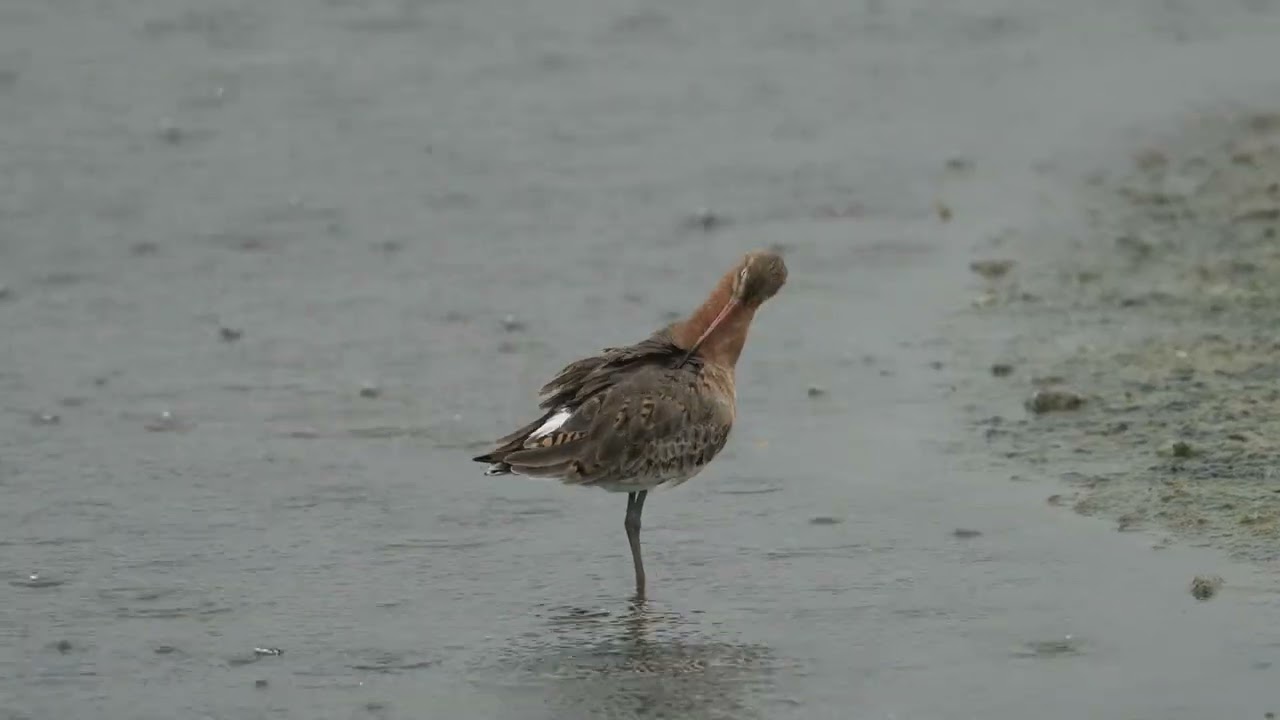 Godwits at Titchfield Haven Nature Reserve