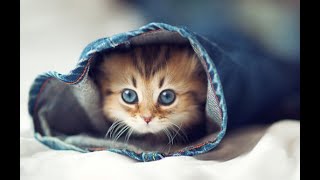 Cute Kitten Sound Ringtone [With Free Download Link]
