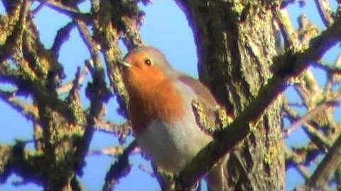 Robin Bird Song