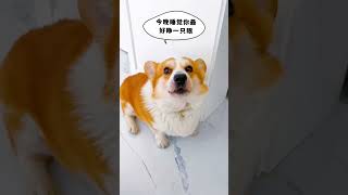 Don’t Mess With This Puppy 😤 His Reaction is Wild! #shortvideo