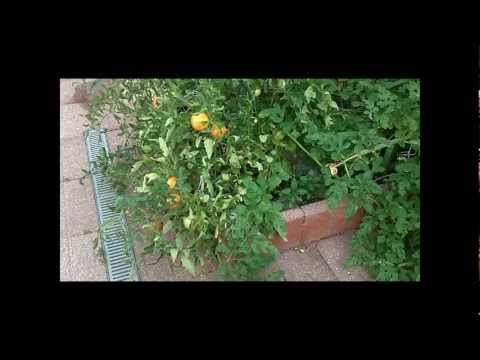 Video: Talladega Bitki Qulluğu – Talladega Pomidorunu Becərməyi öyrənin