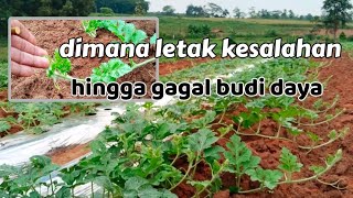 Where will the fruit grow so that it can grow to its maximum size?