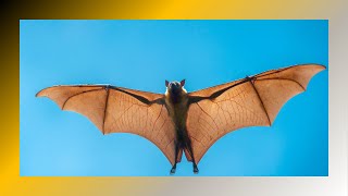 Discovering the Enigmatic Flying Fox: Nature’s Fascinating Megabat! by Animal Fun & Facts 116 views 1 month ago 1 minute, 30 seconds