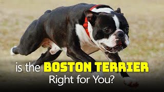 Is the Boston Terrier Right for You? by The Designer Dogs 42 views 11 days ago 5 minutes, 13 seconds