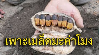 การเพาะเมล็ดมะค่าโมง ง่ายๆ งอกเร็ว โตไว I ครูตั๋ว