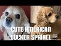 AMERICAN COCKER SPANIEL CUTENESS OVERLOAD の動画、YouTube動画。