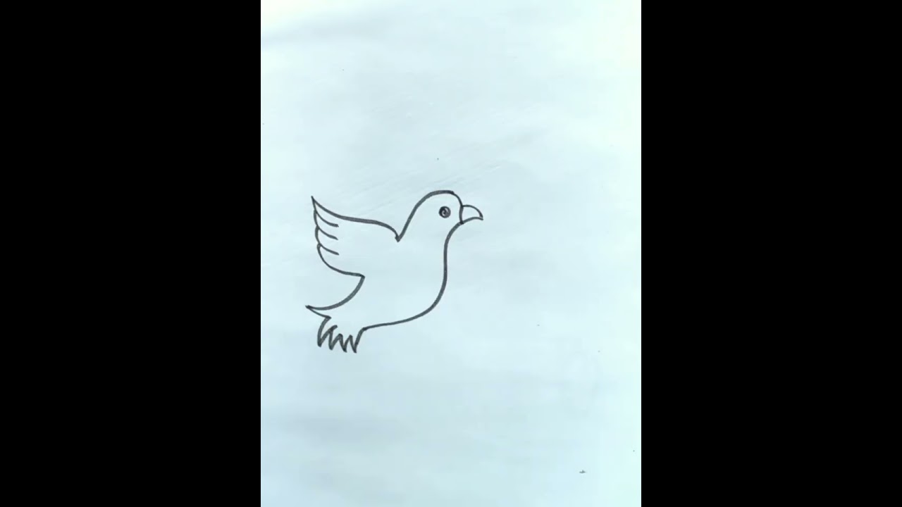 Dove bird drawing 