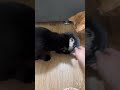 この癒し、反則でしょ