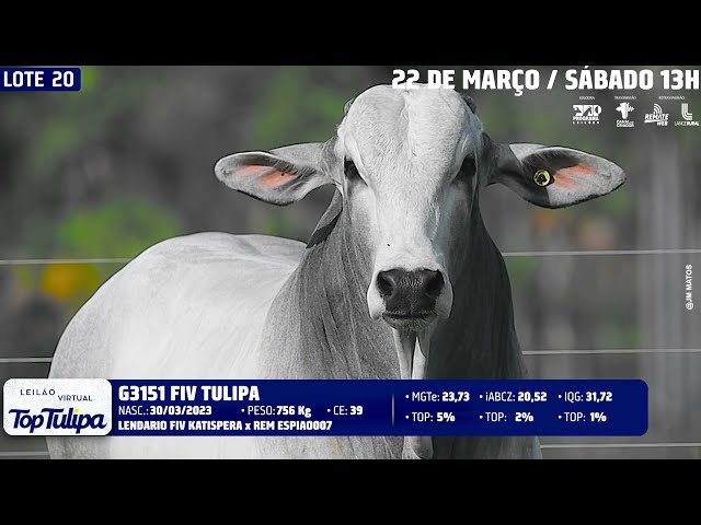 LOTE 20   TUL 3151