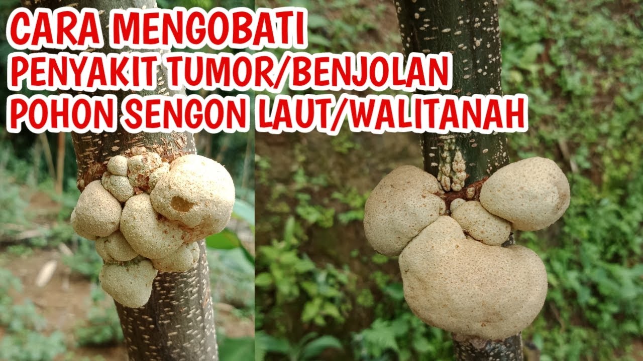 Cara mengobati penyakit tumor atau benjolan pohon sengon laut