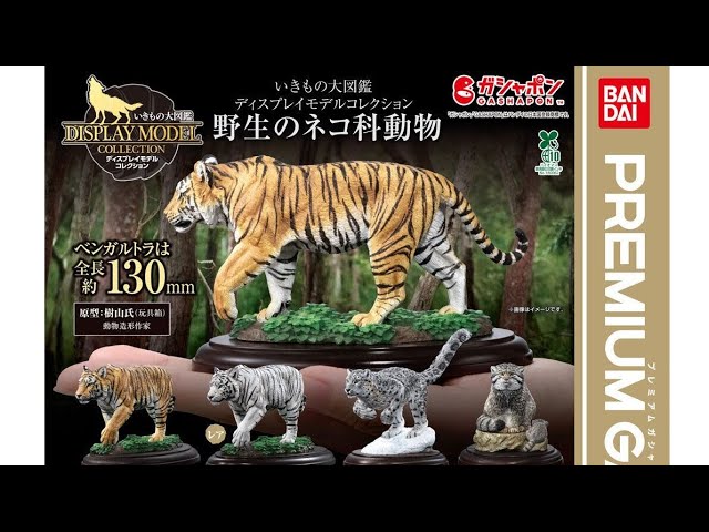 Living Creatures Encyclopedia Display Collection Wild Cats