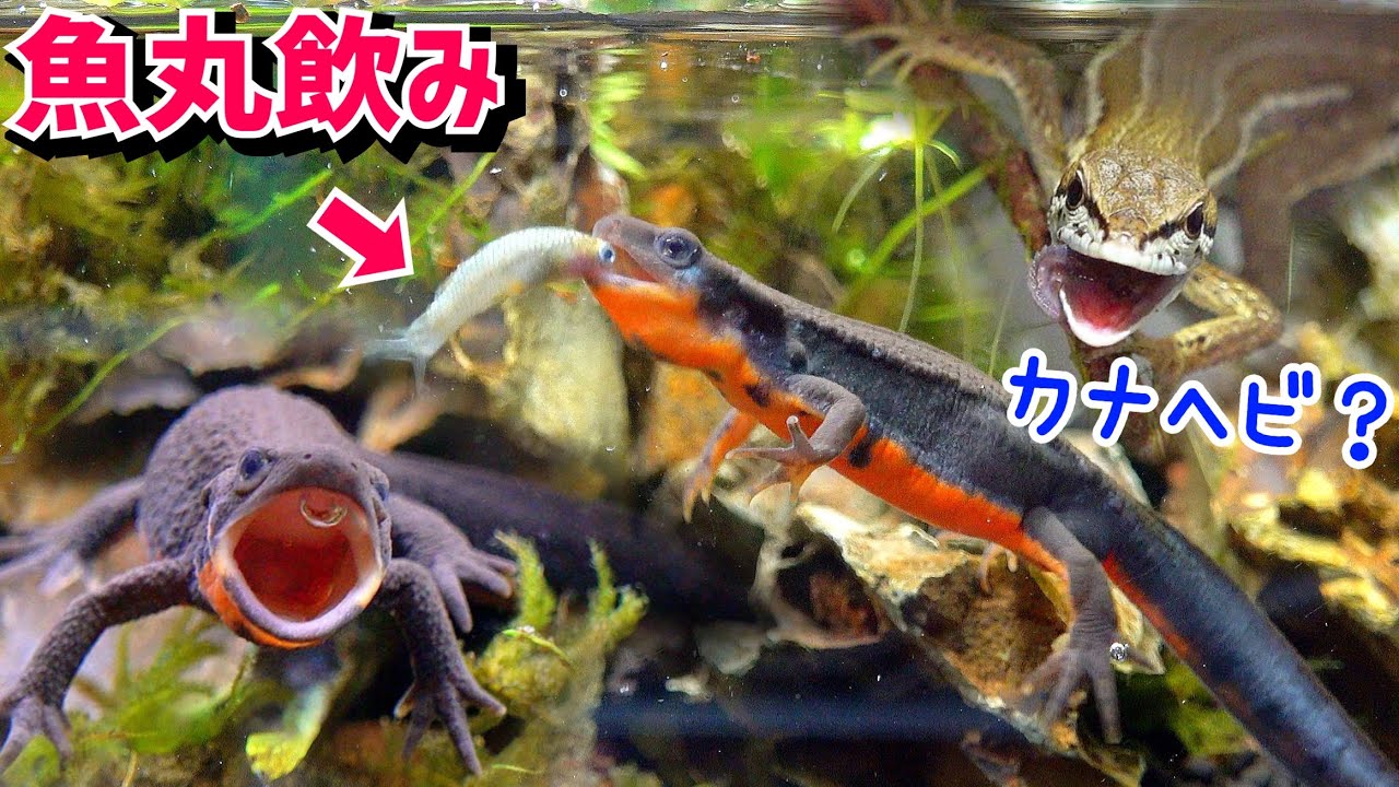 捕ってきた外来魚をイモリ水槽に！カナヘビも魚を？【イモリ水槽５】