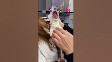FUNNIEST Animal Videos Of 2024 