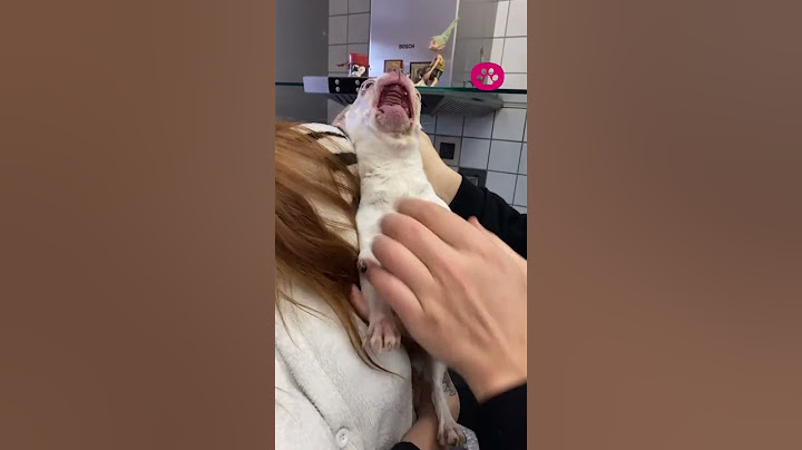 FUNNIEST Animal Videos of 2024