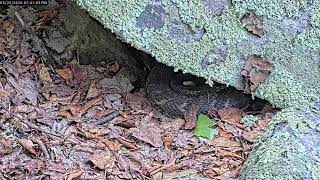 Pennsylvania RattleCam Livestream