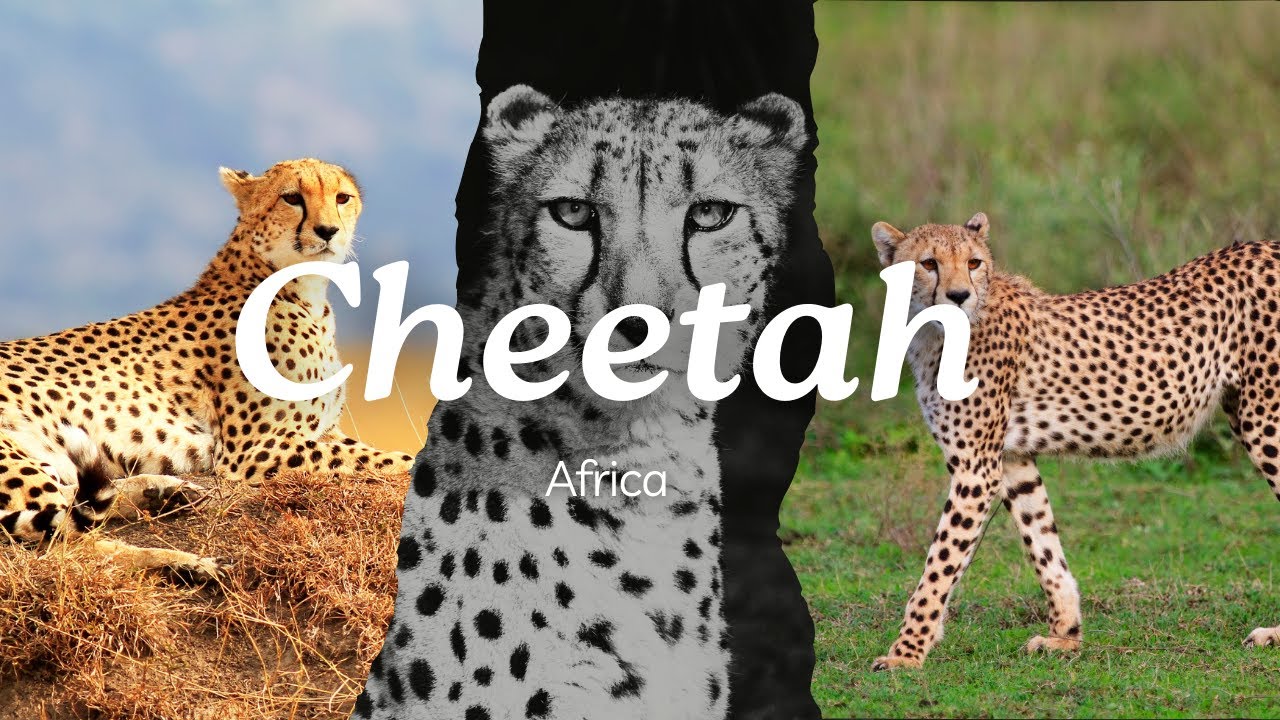 Cheetahs in 4K - Relaxing Wildlife Video with Calm Music